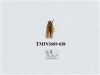 藏品(蜚蠊(2))的圖片